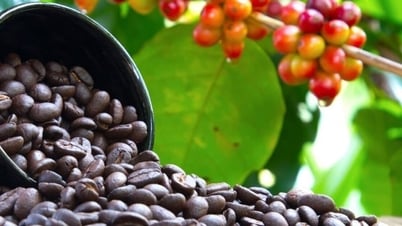 Bản tin nông sản hôm nay (18-7): Giá cà phê bật...