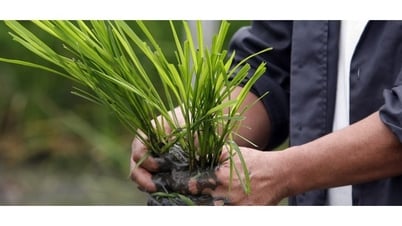 Dùng thuốc bảo vệ thực vật đúng quy tắc giúp nông nghiệp bền vững