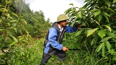 Liên kết trồng hơn 2.000ha rừng