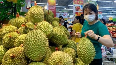 Giá sầu riêng hôm nay 18/7: Thị trường bình ổn quanh mức 20.000 - 95.000 đồng/kg