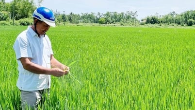 Một mình “gánh” 9 ha ruộng