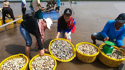 Du lịch Cà Mau: Trải nghiệm gác kèo ong rừng tràm U Minh, cào nghêu Đất Mũi