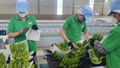 Việt Nam xuất khẩu chuối lớn thứ 9 toàn cầu, dừa cũng xuất hàng đầu thế giới