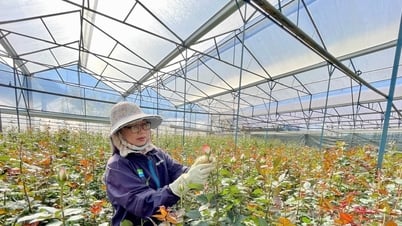 Tận dụng lợi thế để phát triển