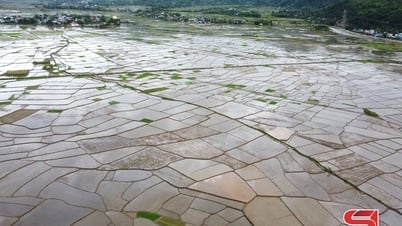 Phù Yên khẩn trương gieo cấy lúa vụ mùa