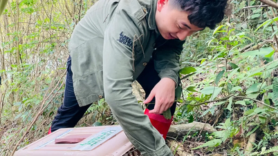 Thả 58 cá thể cầy vòi mốc về rừng tự nhiên