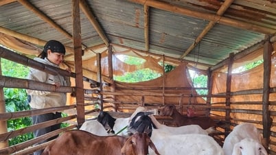 Chương trình 1719 hỗ trợ sinh kế vùng dân tộc thiểu số xã Quảng Sơn