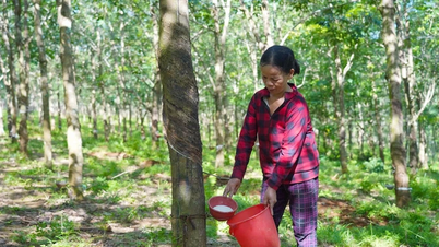 Người dân vùng Cùa bất an vì nạn trộm mủ cao su