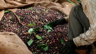 Tin tức, dự báo giá cà phê ngày mai 19/7/2025 thị trường sẽ "đỏ lửa" hay hồi phục