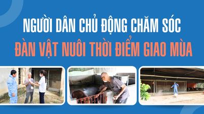 Người dân chủ động chăm sóc đàn vật nuôi thời điểm giao mùa