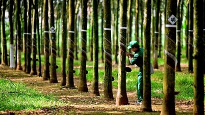 Cao su Tây Ninh báo lãi quý II tăng 172%, hoàn thành 60% kế hoạch năm