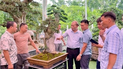 Hơn 200 tác phẩm trưng bày tại Triển lãm sinh vật cảnh tỉnh Tuyên Quang