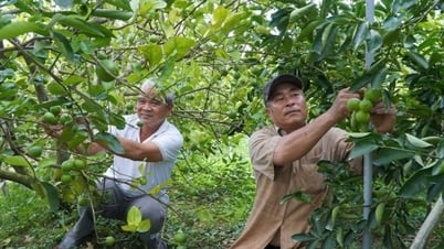 Hợp tác xã - “chìa khóa” mở đường cho nông sản tỷ đô