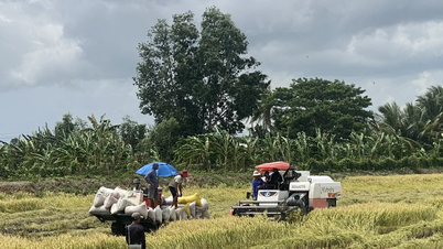 Chủ động thu hoạch lúa hè thu khi vào cao điểm mùa mưa lũ