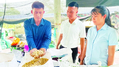 Khi đảng viên tiên phong trong xóa đói, giảm nghèo