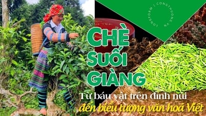 Longform | Chè Suối Giàng: Từ báu vật trên đỉnh núi đến biểu tượng văn hoá 