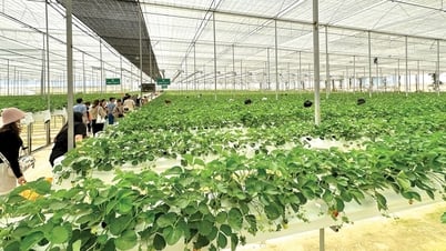 農業観光の「金鉱」