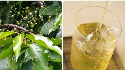 Uống nước vối thường xuyên có tốt?