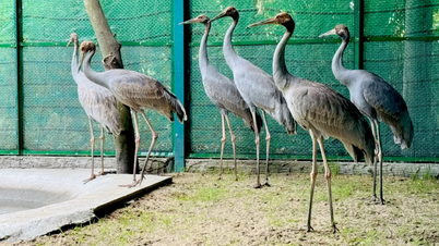 Tram Chim National Park will send staff to Thailand for training in techniques for raising young cranes.