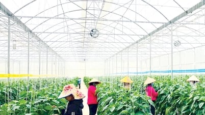 Vượt qua rào cản kỹ thuật thương mại, đưa nông sản vươn xa