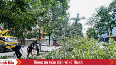 Đề phòng cây xanh gãy đổ trong mùa mưa bão