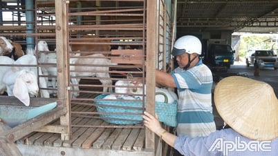 Giá dê tiếp tục tăng cao
