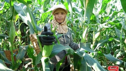 Mùa ngô ngọt Chiềng Sung