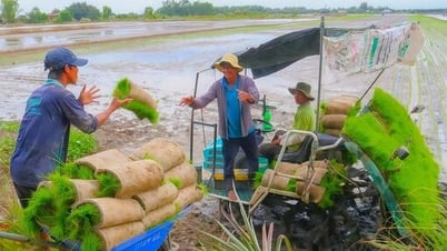 Осенне-зимний урожай риса 2025 года: много ожиданий, но и много опасений