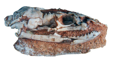 95 million year old skull reveals "strange" monster