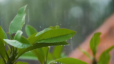 Dự báo mưa lớn trên địa bàn tỉnh Lào Cai