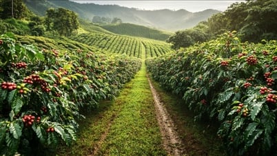 Giá cà phê hôm nay 2/7/2025: Tiếp tục tăng nhẹ