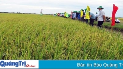 "ត្បាញ" រដូវមាស