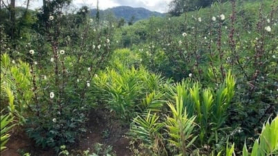 Không lợi dụng hoạt động nuôi, trồng phát triển cây dược liệu để thu hoạch cây dược liệu tự nhiên trong rừng