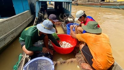 Rộn ràng mùa nước son