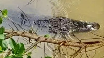 Les gens s'inquiètent après avoir découvert des crocodiles sur la rivière Lo Gach