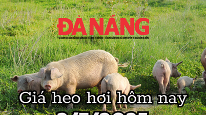 Pig price today 7/2/2025: The whole country is in turmoil, a big price storm in 3 regions