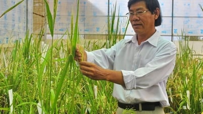 Tiến sĩ Trần Tấn Phương nhà lai tạo giống lúa của nông dân