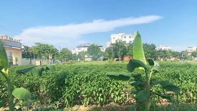 Nhà trẻ "trên giấy" vì... vướng thủ tục?