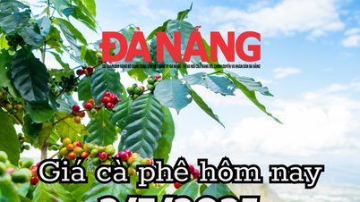 Giá cà phê hôm nay 2/7/2025 Việt Nam sắp đạt sản lượng 31 triệu bao
