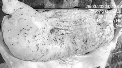 รัฐบาลเวียดนามประกาศผลคดีข้อกล่าวหาหมูสกปรกอย่างร้อนแรง