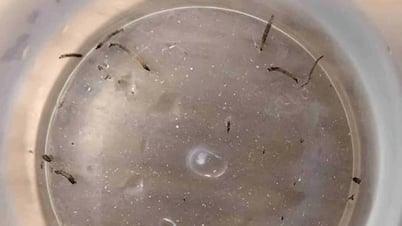 少女がウジ虫を吐き続け、原因究明に医師らが困惑