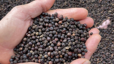 On July 2, pepper prices in some places exceeded 140,000 VND/kg, coffee prices increased slightly by 100-300 VND/kg.