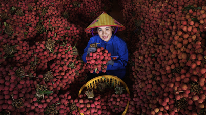 Mùa vải thiều Lục Ngạn chín rộ nhuộm đỏ những ngả đường