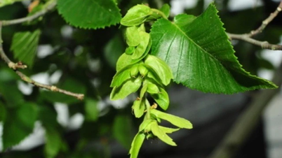 The only tree species that survived extinction, causing shock