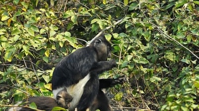 Hanoi met en œuvre un projet de liaison régionale pour la conservation de la biodiversité