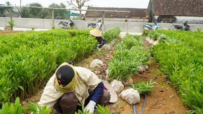 Helping people escape poverty and become rich from seedling nurseries