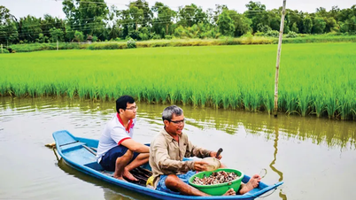 Apasionados por el cultivo de arroz orgánico