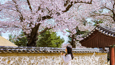 Top 5 địa điểm ngắm hoa anh đào đẹp nhất ở Gyeongju, Hàn Quốc