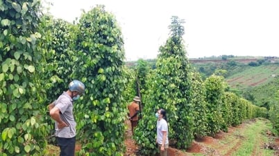 Giá tiêu hôm nay 2/7/2025: Tiếp tục tăng mạnh