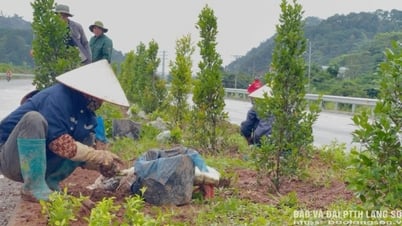 More than 5,000 trees were planted on the median strip of National Highway 4B (from km3+700 to km18)